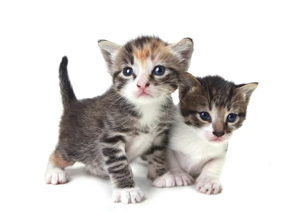 Lindos gatitos recién nacidos fácilmente aislados en blanco —  Fotos de Stock