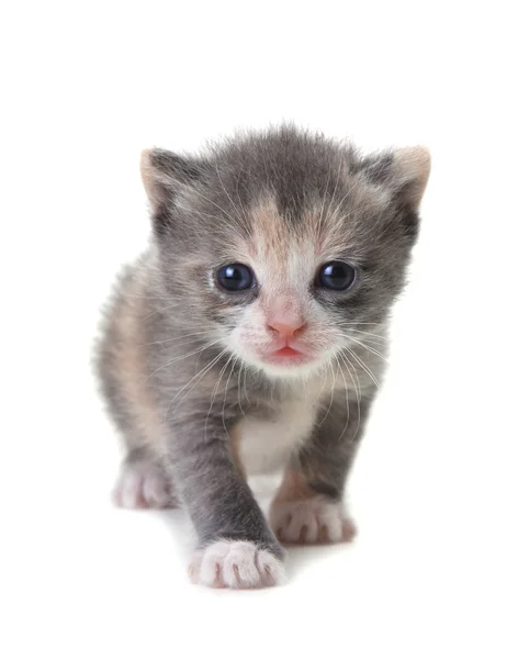 Bebê gatinho bonito em um fundo branco — Fotografia de Stock