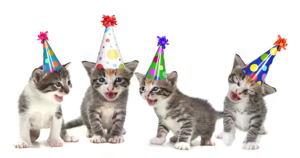 Geburtstagslied singende Kätzchen auf weißem Hintergrund — Stockfoto