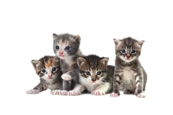 Schattige pasgeboren baby kittens gemakkelijk geïsoleerd op wit — Stockfoto