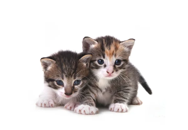Lindos gatitos recién nacidos fácilmente aislados en blanco — Foto de Stock