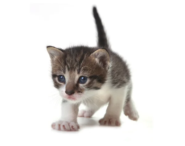 Bebé lindo gatito en un fondo blanco —  Fotos de Stock