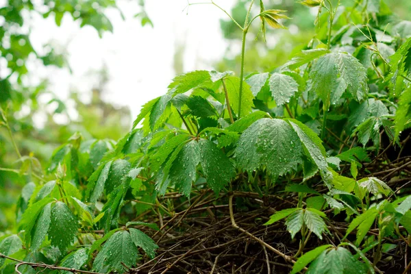 stock image Wild grape