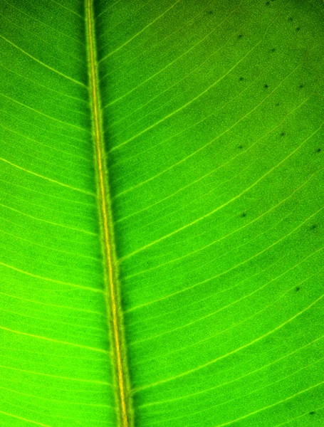 녹색 잎 텍스처 — 스톡 사진