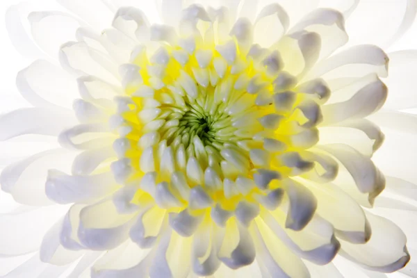Biały kwiat makro strzał — Zdjęcie stockowe