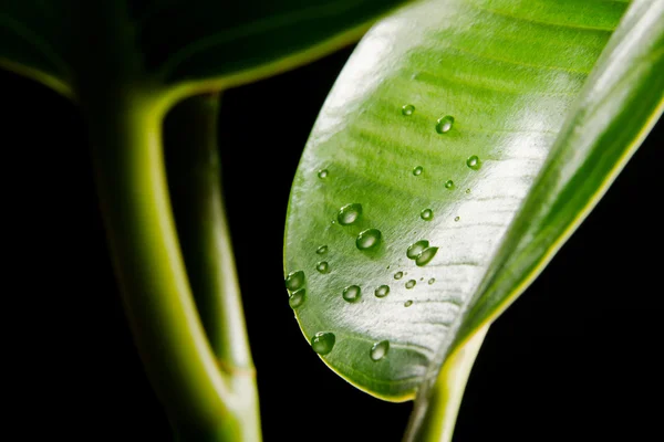 Folhas verdes cobertas com gotas de água — Fotografia de Stock