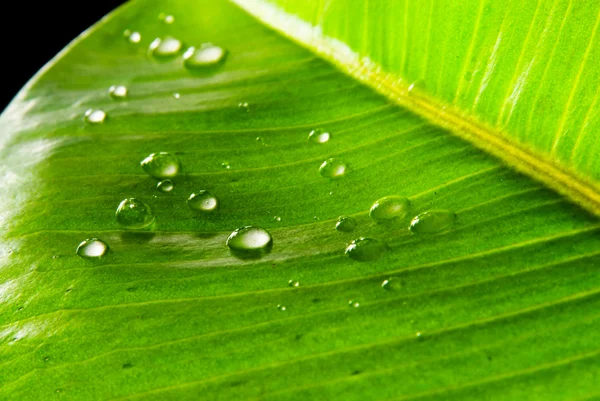 Groene bladeren bedekt met waterdrops — Stockfoto