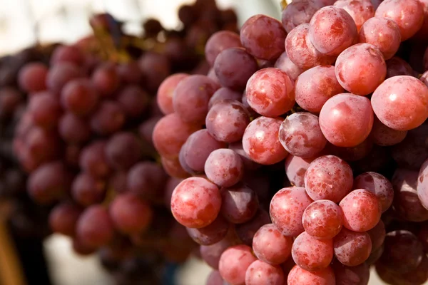 Fresh organic grapes — Stock Photo, Image