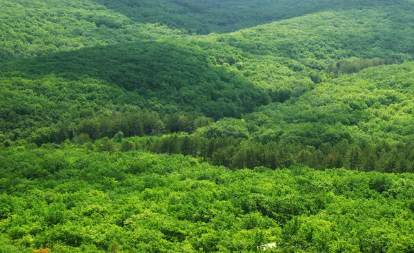 Вид с воздуха на зеленый лес — стоковое фото