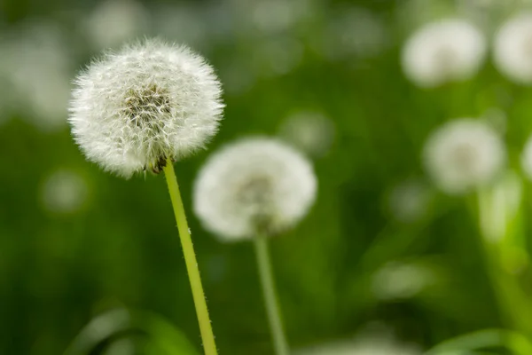 stock image Dandelion on green grass background