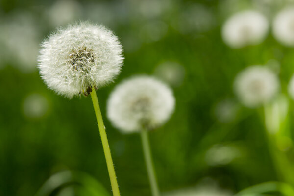 Dandelion on green grass background