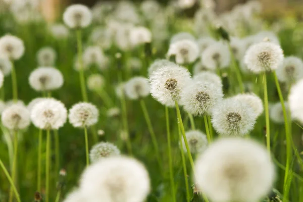 Stock image Dandelion on green grass background