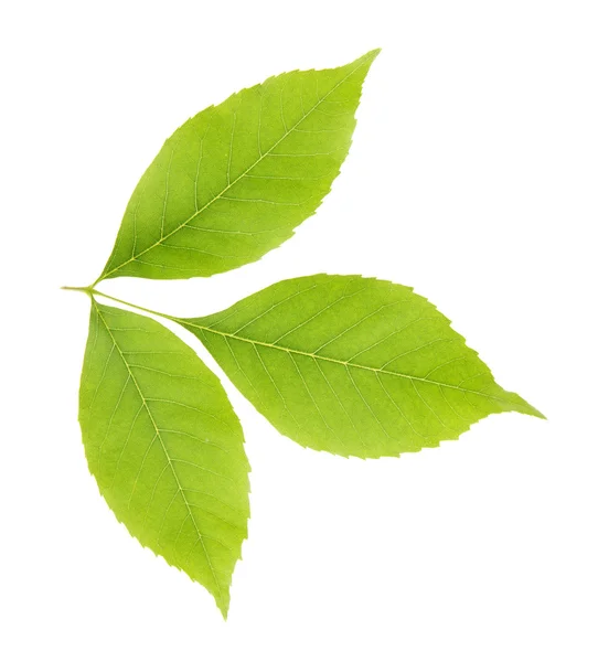 Frische grüne Blätter — Stockfoto