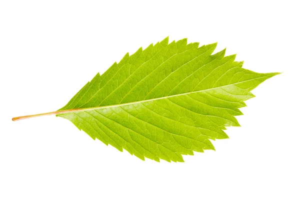 Wild vine leaf — Stock Photo, Image
