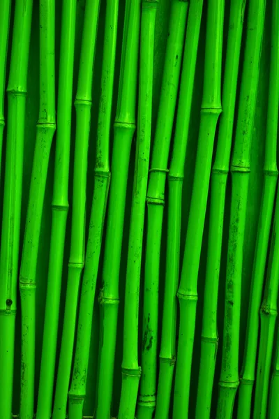 Texture bambou vert — Photo