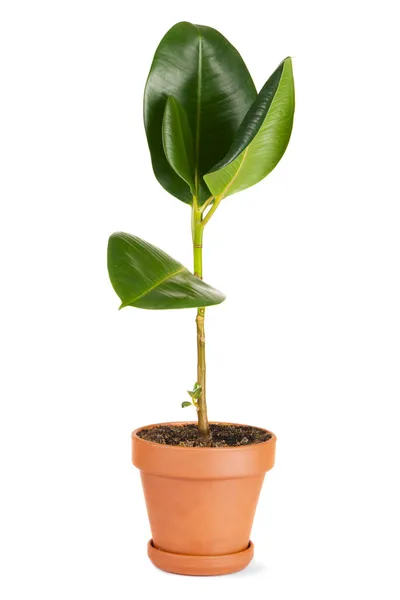 Rubber plant in a pot — Stock Photo, Image