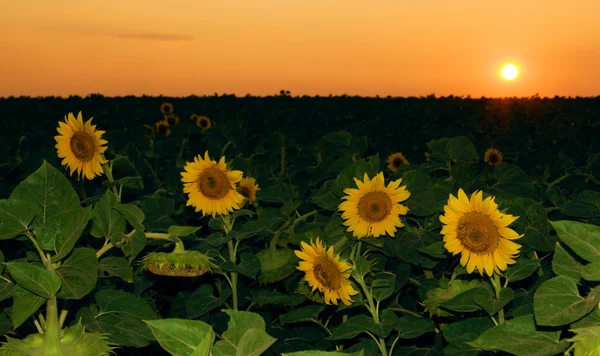 Slunečnicové pole v západu slunce — Stock fotografie