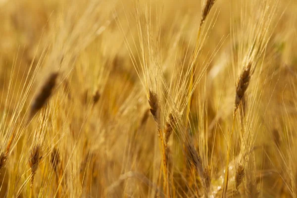 小麦干 — 图库照片