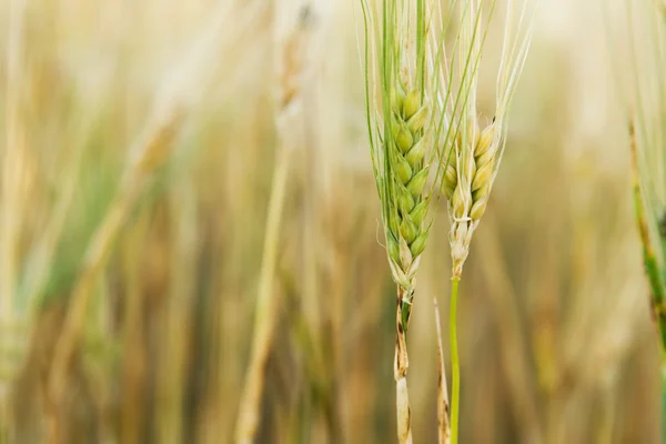 Wheat stem — Stock Photo, Image