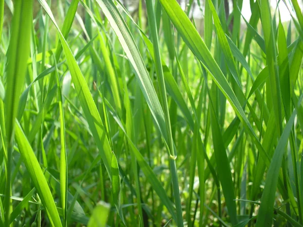 Čerstvé zelené trávě za slunečného dne — Stock fotografie