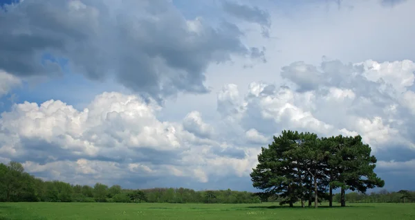 Felhős ég alatt egy fa — Stock Fotó