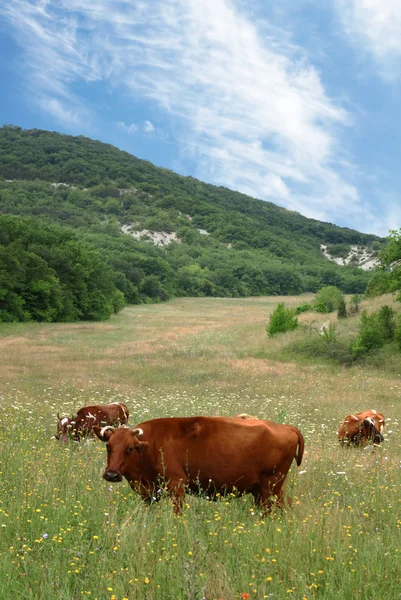 Mucche su un pascolo — Foto Stock