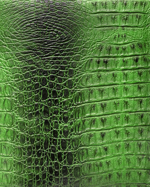 Textuur van de huid van een reptiel — Stockfoto