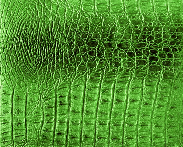 stock image Texture of a reptile skin