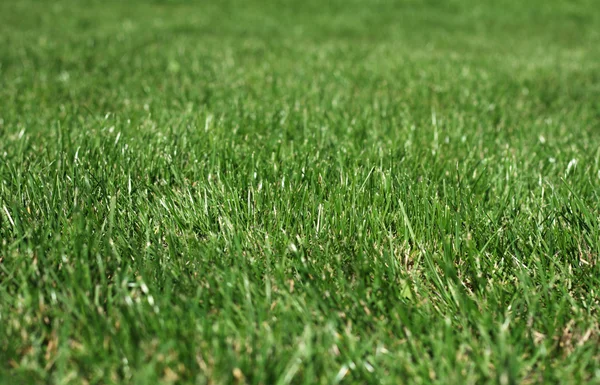 Grönt gräs makro Foto — Stockfoto