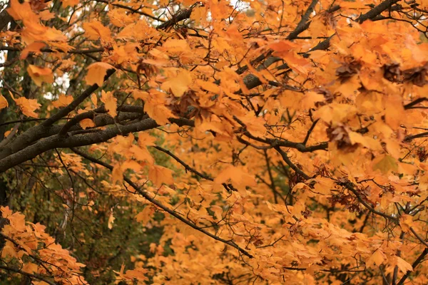 Vibranti foglie gialle — Foto Stock