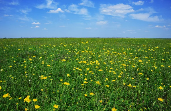 Hermoso prado lleno de flores — Foto de Stock