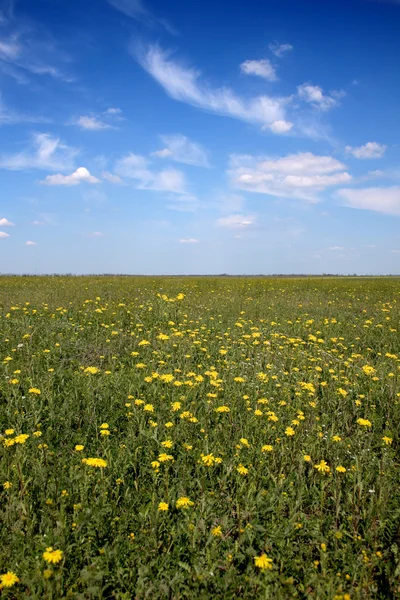 Virág mező, kék ég alatt — Stock Fotó