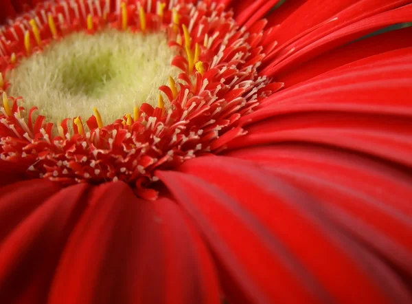Красный цветок — стоковое фото