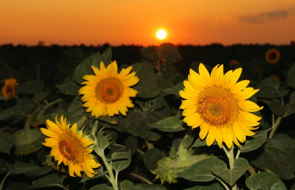 Slunečnicové pole v západu slunce — Stock fotografie