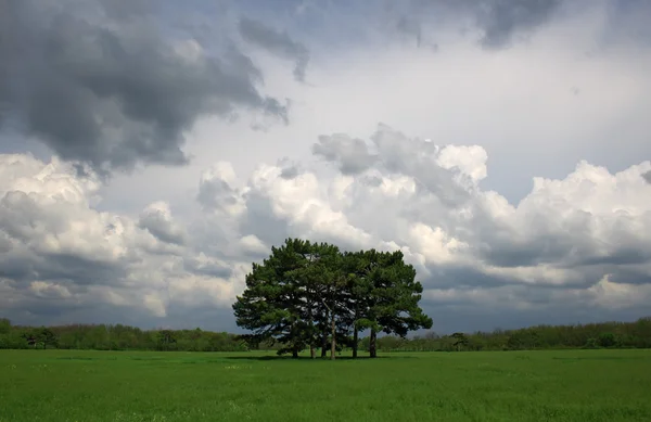 Piękne pole z drzewa w centrum — Zdjęcie stockowe