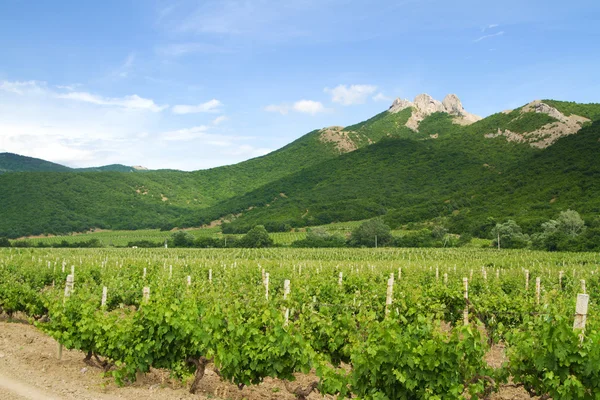 Виноградники з горами на фоні — стокове фото