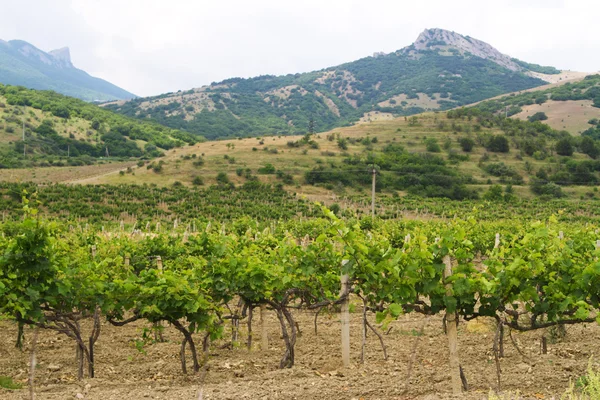 Виноградники на фоне гор — стоковое фото