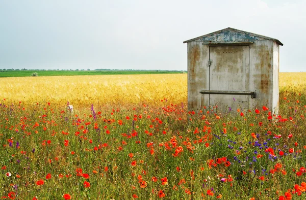 Wheat field with poppies on foreground — Stock Photo, Image