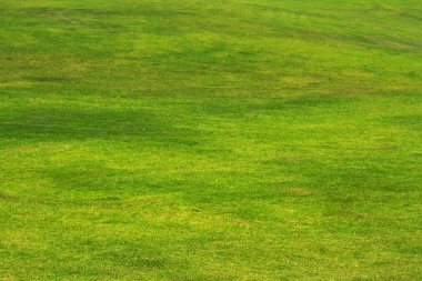 Green grass background clipart