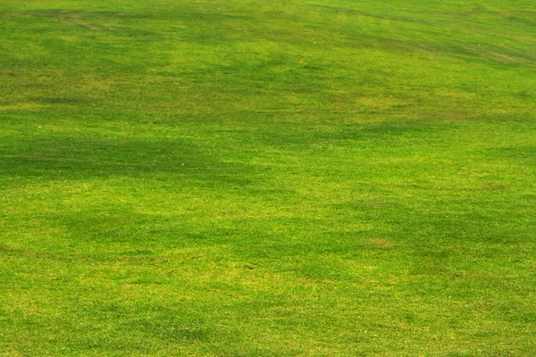 Fundo de grama verde — Fotografia de Stock