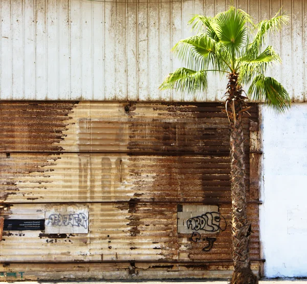 Grungy wall and a palm tree — Stock Photo, Image
