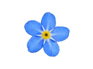 Forget me not clipart