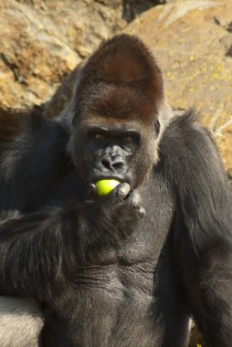 Close-up of gorilla eating an apple clipart
