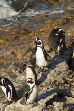 Penguenler bir kayalık plaj