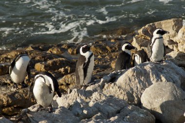 Penguenler bir kayalık plaj