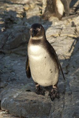 Penguenler bir kayalık plaj