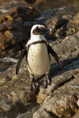 Penguenler bir kayalık plaj