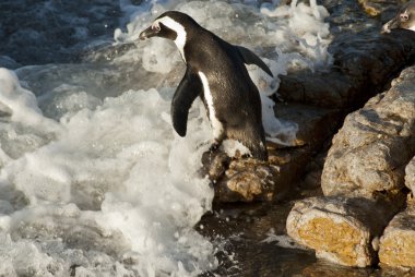 Penguenler bir kayalık plaj