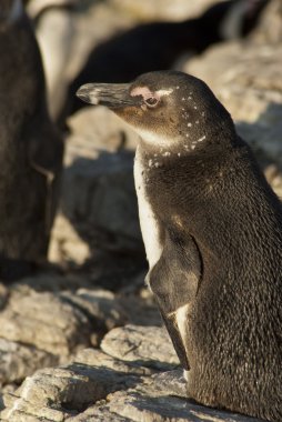 Penguenler bir kayalık plaj