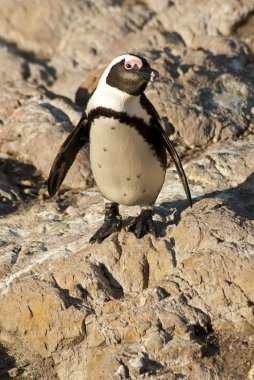 Penguenler bir kayalık plaj